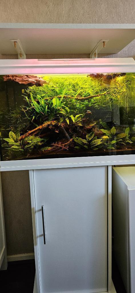 Juwel Prima met sundadanio axelrodi en ringbandsnoekjes, Dieren en Toebehoren, Vissen | Aquaria en Toebehoren, Gebruikt, Gevuld zoetwateraquarium