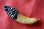 Thaise amulet- takrud gemaakt van de tand van een wild zwijn, Overige materialen, Gebruikt, Ophalen of Verzenden, Overige kleuren