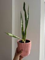 Kleine sansevieria, Ophalen, Halfschaduw, Minder dan 100 cm