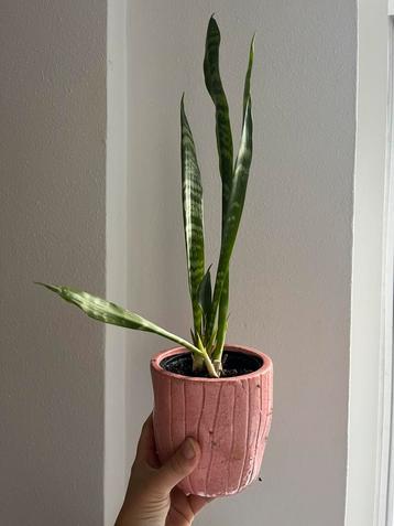 Kleine sansevieria beschikbaar voor biedingen