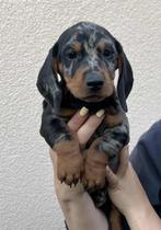 Dwergteckel merle pup, Dieren en Toebehoren, 8 tot 15 weken, Korthaar, Teef, Dwerg