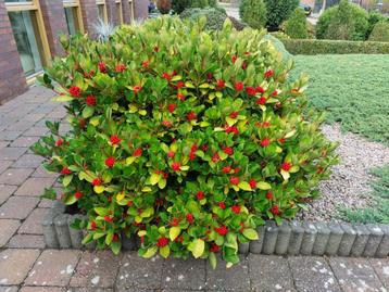 Grote mooie Skimmia Japonica ca 130 cm diameter beschikbaar voor biedingen