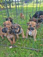 Nestje pups (dobermann/boerboel), Dieren en Toebehoren, Honden | Niet-rashonden, Rabiës (hondsdolheid), 8 tot 15 weken, Meerdere