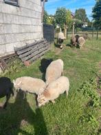 Ouessant ramlammen, Dieren en Toebehoren, Schapen, Geiten en Varkens, Mannelijk, Schaap