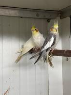 3 valkparkieten, Dieren en Toebehoren, Vogels | Parkieten en Papegaaien, Meerdere dieren, Parkiet, Geringd