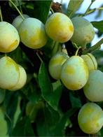 Hoogstam fruitbomen appel peer pruim kers stoofpeer, Lente, Ophalen of Verzenden, Halfschaduw, Appelboom