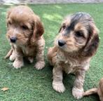 Cockapoo pups | Dwergpoedel x Engelse Cocker Spaniël, Nederland, Overige rassen, CDV (hondenziekte), 8 tot 15 weken