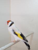 Majoor putter, Mannelijk, Wildzangvogel