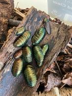 Pseudoglomeris magnifica 
, Smaragd kakkerlakken, Dieren en Toebehoren, Insecten en Spinnen