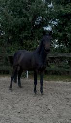 E pony, Dieren en Toebehoren, Ophalen of Verzenden, Zo goed als nieuw