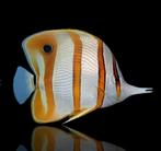 Gezocht! Chelmon Rostratus pincetvis, Vis, Zoutwatervis