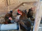 Broedeieren Cochin Goudzwartgezoomd x Goudblauw, Dieren en Toebehoren, Pluimvee, Geslacht onbekend, Kip