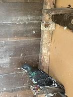 Jonge doffer, Dieren en Toebehoren, Vogels | Duiven, Mannelijk