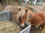 Lieve Shetlander te koop, Dieren en Toebehoren, Minder dan 160 cm, Ruin, Niet van toepassing, 7 tot 10 jaar
