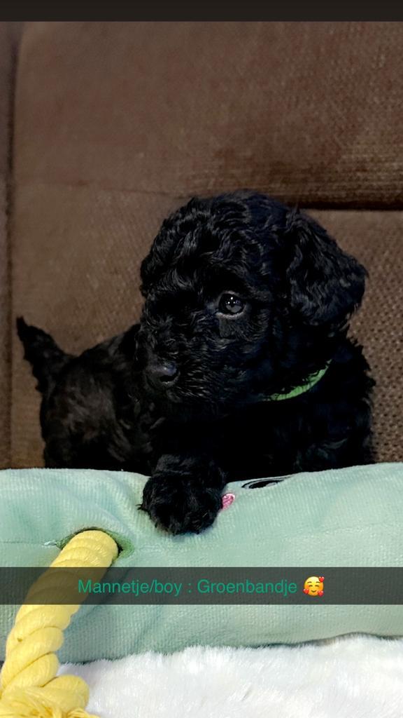 Toypoedel Mannetjes , Mooi klein zeer lief en zeker knap !!, Dieren en Toebehoren, Honden | Chihuahua's en Gezelschapshonden, Meerdere dieren