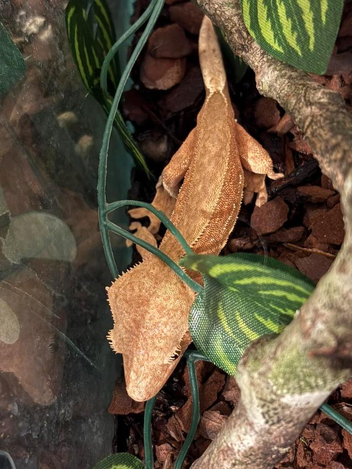Wimper gekko/ crested gecko red phantom reversed stripe, Dieren en Toebehoren, Reptielen en Amfibieën, Hagedis, 0 tot 2 jaar