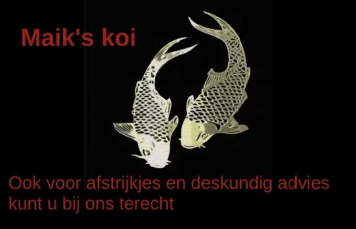 Afstrijkje en advies aan huis voor u koi / vis, Dieren en Toebehoren, Vissen | Vijvervissen, Karper of Koi