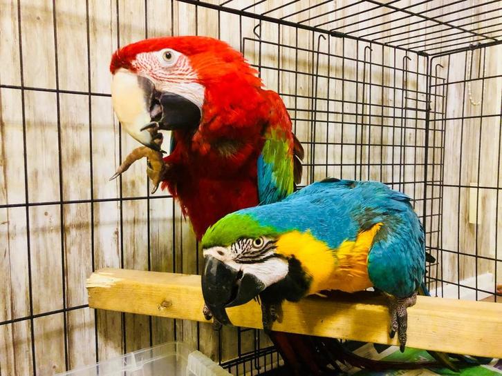 GEZOCHT/INKOOP/GEVRAAGD: DIVERSE PARKIETEN EN PALEGAAIEN, Dieren en Toebehoren, Vogels | Parkieten en Papegaaien, Papegaai, Meerdere dieren