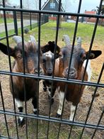 Dwerggeiten, Meerdere dieren, Geit, 0 tot 2 jaar