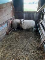 2 drachtige jonge ooien te koop, Vrouwelijk, Schaap