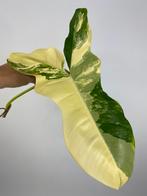 Philodendron Florida Beauty x Paraiso Verde Kruising Stek #2, Huis en Inrichting, Kamerplanten, Ophalen of Verzenden, Halfschaduw