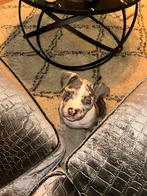Merle american Pocket bully, Dieren en Toebehoren, 15 weken tot 1 jaar, Overige rassen, Teef, Eén hond