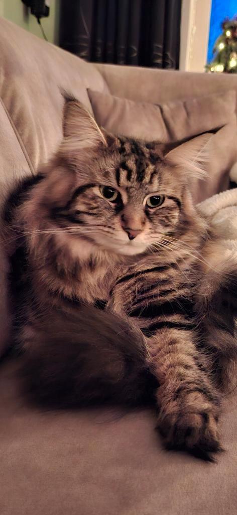 Nestje 75% MAINCOON 25% NEVA MASQAURADE, Dieren en Toebehoren, Katten en Kittens | Raskatten | Langhaar, Geslacht onbekend, 0 tot 2 jaar