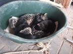Kittens jonge poesjes, Ophalen of Verzenden