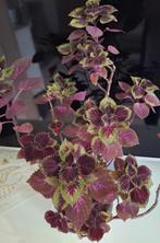Coleus Plant - Prachtige Bladkleuren!, Eenjarig, Bloeit niet, Halfschaduw, Ophalen