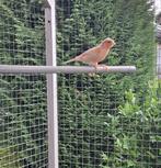 kanarie harlekijn man, Mannelijk, Zangkanarie