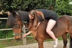 Stalling gezocht, Dieren en Toebehoren, Stalling en Weidegang
