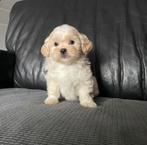 Lieve Maltipoo puppys, Dieren en Toebehoren, Honden | Chihuahua's en Gezelschapshonden, Overige rassen, 8 tot 15 weken, CDV (hondenziekte)
