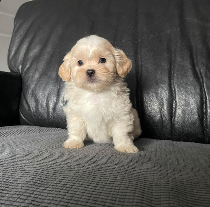 Lieve Maltipoo puppys, Dieren en Toebehoren, Honden | Chihuahua's en Gezelschapshonden, Meerdere dieren, Overige rassen, Particulier