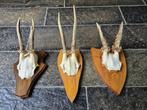 3 Mooie Ree Geweien samen € 19 Mancave Jacht Landelijk d23, Ophalen of Verzenden, Hert, Gewei of Kop