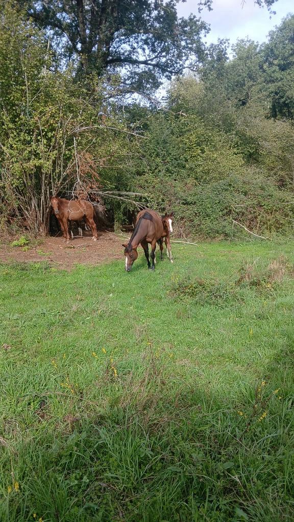 Professionele Paardenopfok & Pension in Frankrijk, Dieren en Toebehoren, Stalling en Weidegang, Opfok