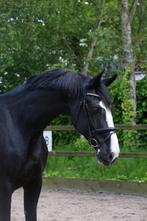 Super mooie gelderse fokmerrie, Dieren en Toebehoren, Paarden, Merrie, 175 cm of meer, Gechipt, M