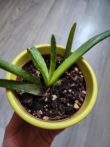 Aloe vera plantje beschikbaar voor biedingen