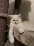 Maincoon kater  mag het nest verlaten, Dieren en Toebehoren, Katten en Kittens | Raskatten | Langhaar, Kater, Ontwormd