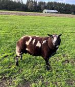 Baggerbonte stamboek dekram te koop zwoegervrij, Mannelijk, Schaap, 3 tot 5 jaar