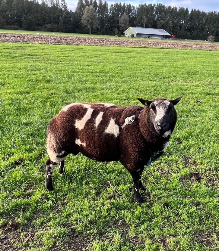 Baggerbonte stamboek dekram te koop zwoegervrij, Dieren en Toebehoren, Schapen, Geiten en Varkens, Schaap, Mannelijk, 3 tot 5 jaar