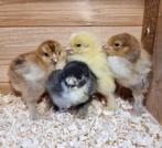 Brahma groothoender hen kuikens diverse kleuren Marek geënt, Vrouwelijk, Kip