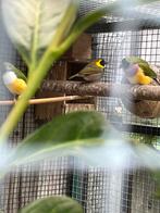 Cubavink man, Dieren en Toebehoren, Vogels | Overige Vogels, Mannelijk