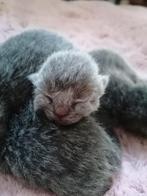 Nestaankondiging. Britse korthaar kittens. Vader Kampioen., Dieren en Toebehoren, Meerdere dieren, Ontwormd, 0 tot 2 jaar