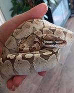 Koningspython Bamboo black pastel 1.0, Dieren en Toebehoren, Reptielen en Amfibieën, Slang, 0 tot 2 jaar