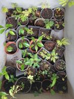 Albizia, Catalpa, Osagedoorn, Spoorbloem, Stekjes, Tuin en Terras, Planten | Tuinplanten, Volle zon, Vaste plant, Zomer, Ophalen