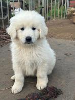 Slovensky Cuvac pups - een gouden hart in een witte vacht, Dieren en Toebehoren, België, 8 tot 15 weken, Meerdere, Meerdere dieren