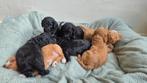Thuis nestje Maltipoo F1B!  Summer love️, Dieren en Toebehoren, Honden | Chihuahua's en Gezelschapshonden, Poedel, CDV (hondenziekte)