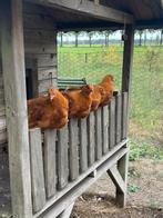 New Hampshire kriel haan, Dieren en Toebehoren, Pluimvee, Mannelijk, Kip