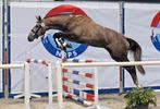 TER DEKKING NRPS ggk Anglo-Arabe hengst WFFS vrij, Dieren en Toebehoren, Paarden en Pony's | Dekhengsten en Fokmerries, Hengst