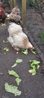 Cochin kriel hennen, Dieren en Toebehoren, Pluimvee, Vrouwelijk, Kip